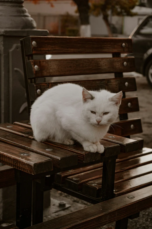 a white cat is laying on top of a bench