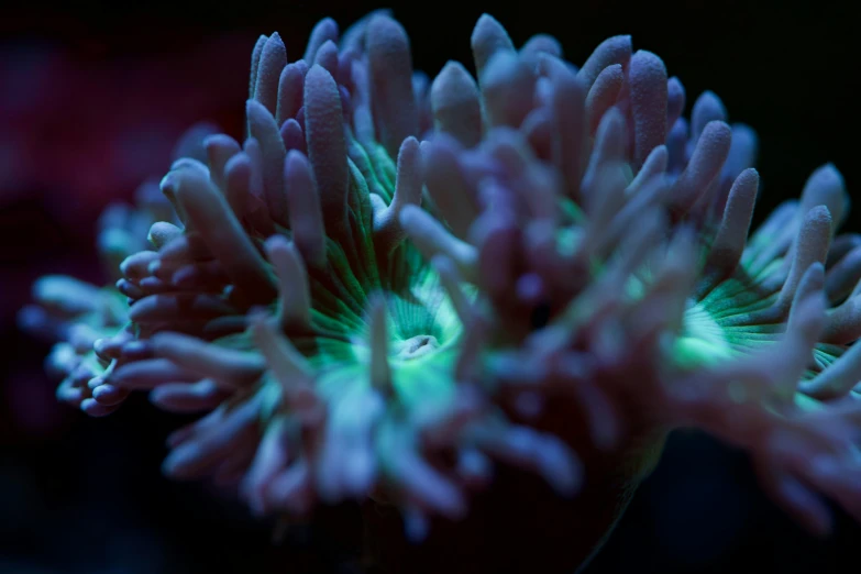 a close up s of a pink and white coral