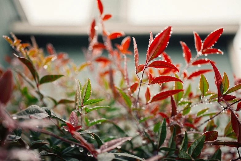 red and green leaves of bush on cloudy day