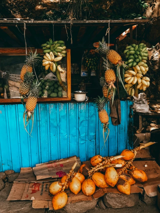 many ripe, unripe bananas hanging from hooks on a blue wall