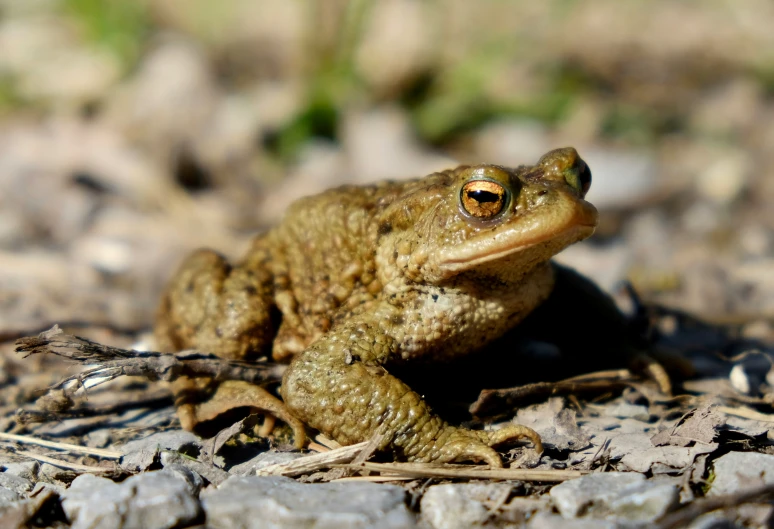 a frog sits on the ground looking around