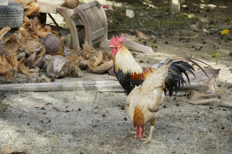 the rooster walks away from the pile of dead feathers