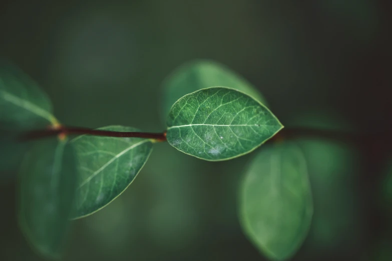 green leaves are shown with the blur of a blurry background