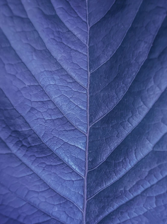 closeup view of the pattern on an empty leaf