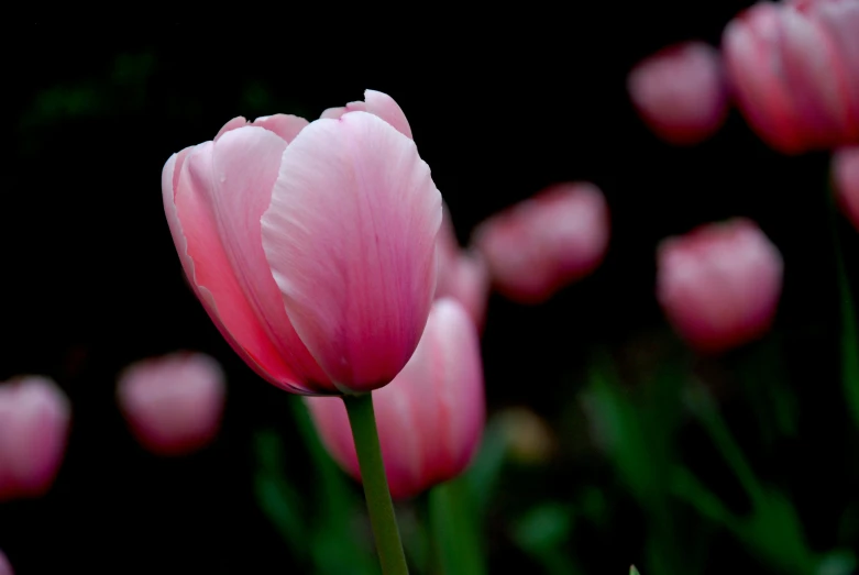 a close up s of a pink tulip in bloom