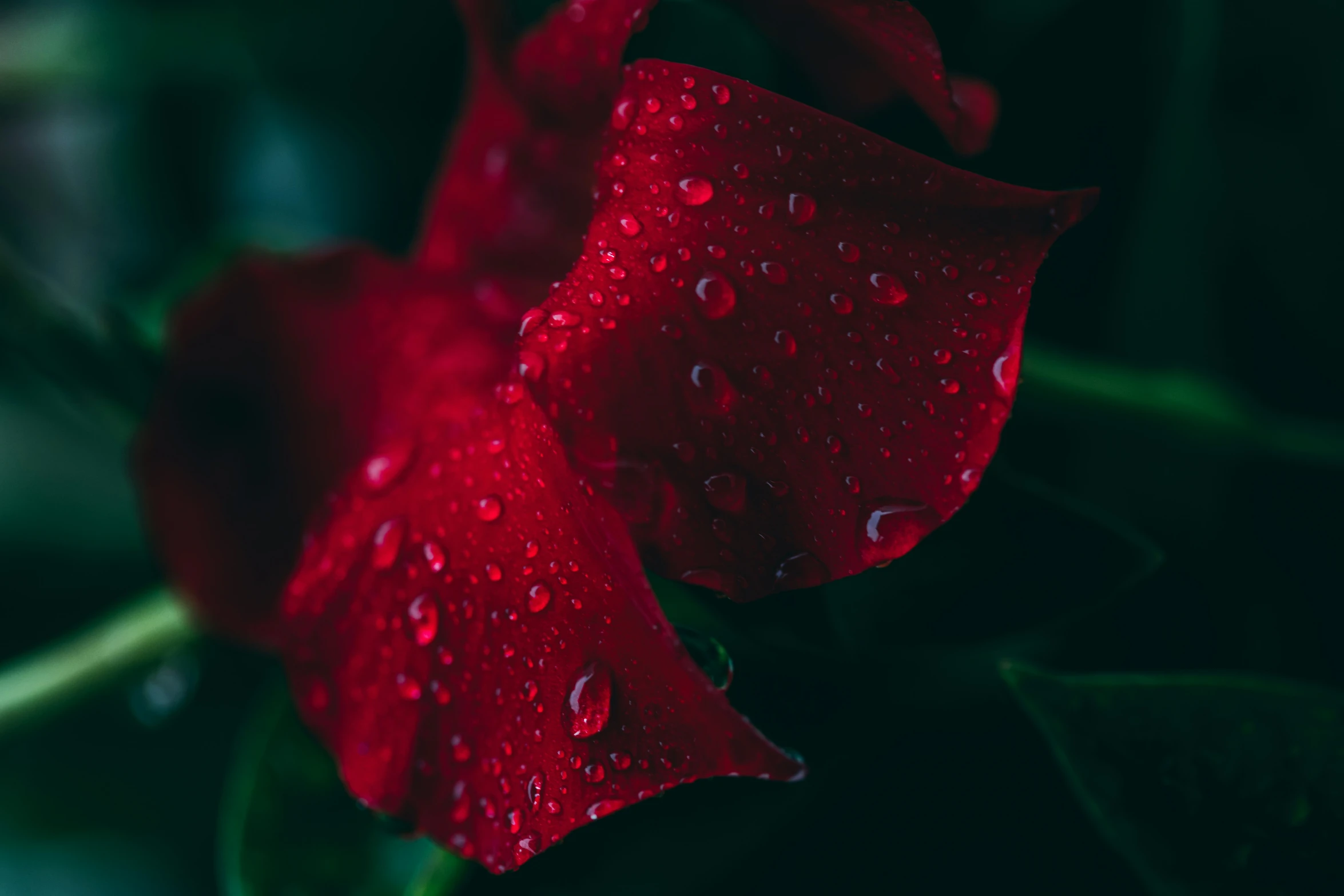 closeup po of water drops on a red rose