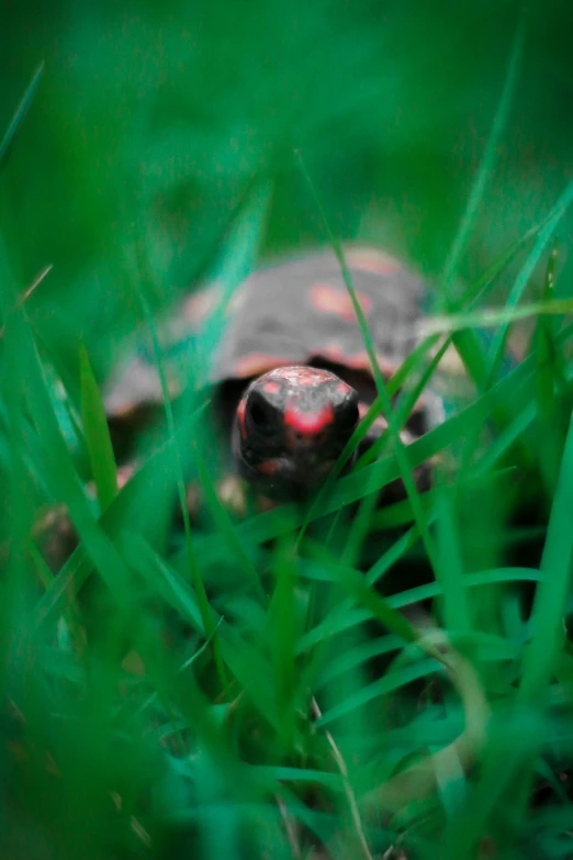 a close up of a tortoise shell in the grass