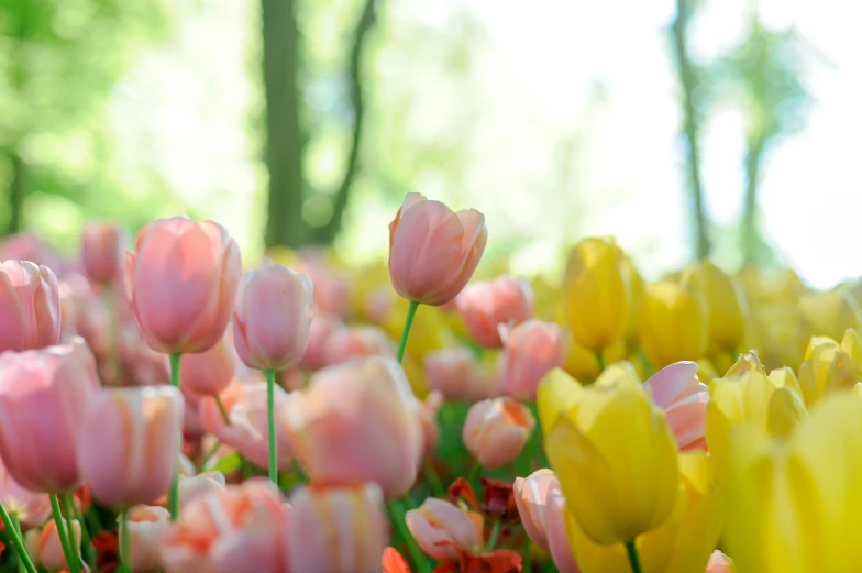 pink, yellow and red flowers with some trees in the background