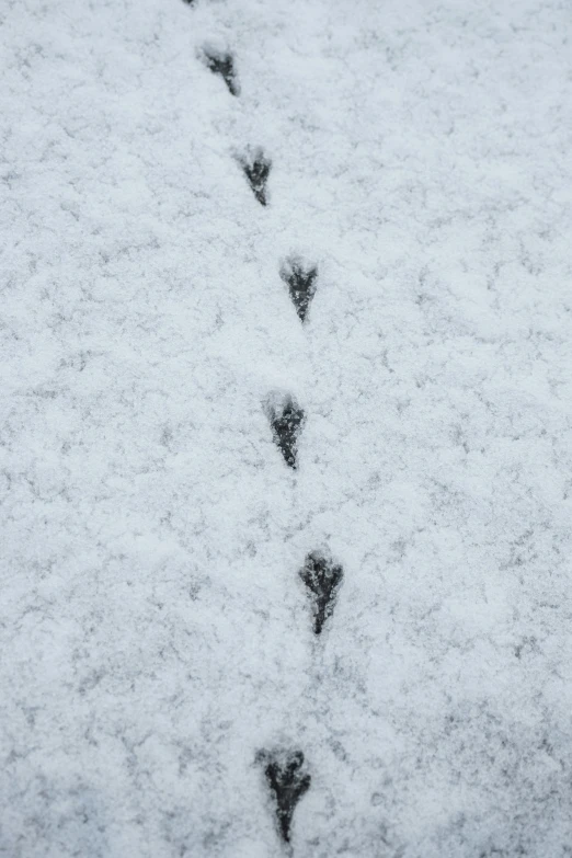 a cat footprints down a path in snow