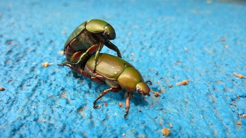 two colorful bugs that are on the ground