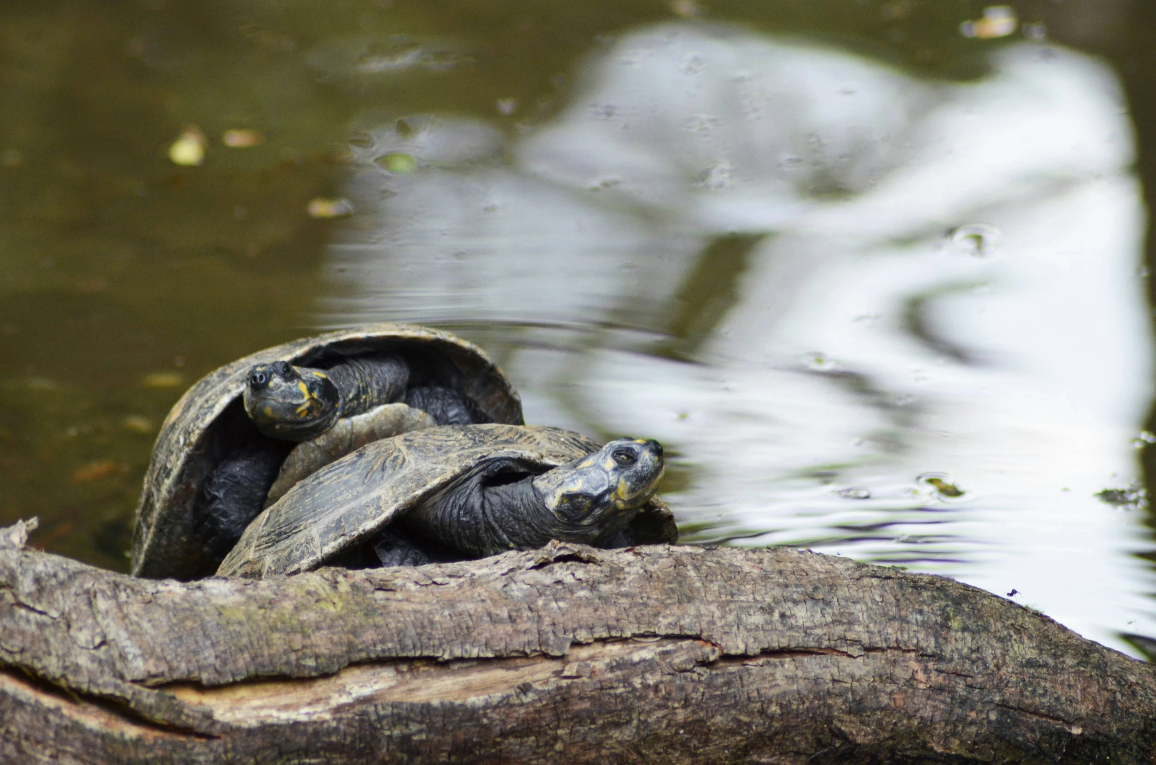 a small turtle is resting in the water