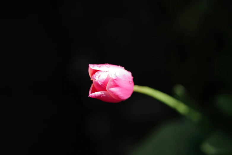 a small flower is blooming against a black background