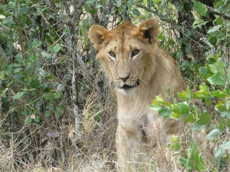 a lion standing in the middle of a forest