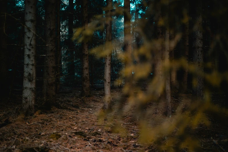 an area in the woods covered with dark trees