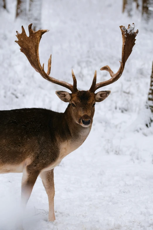 a buck walking across a snow covered field