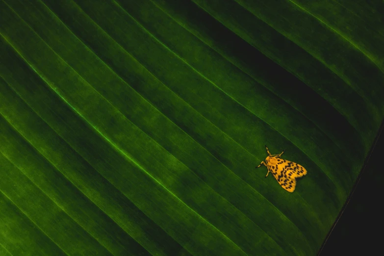 a small yellow insect sitting on top of a green plant