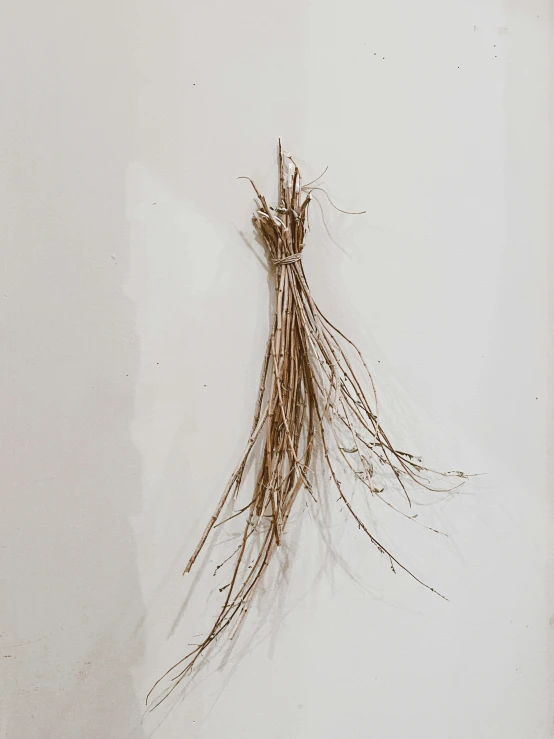 a dried plant sitting on a table top