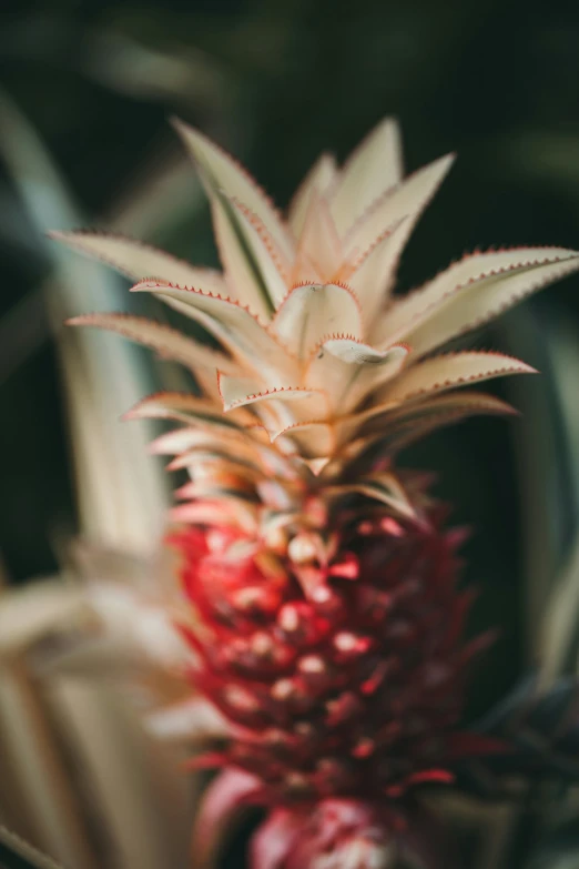 a pineapple plant with red berries in the front