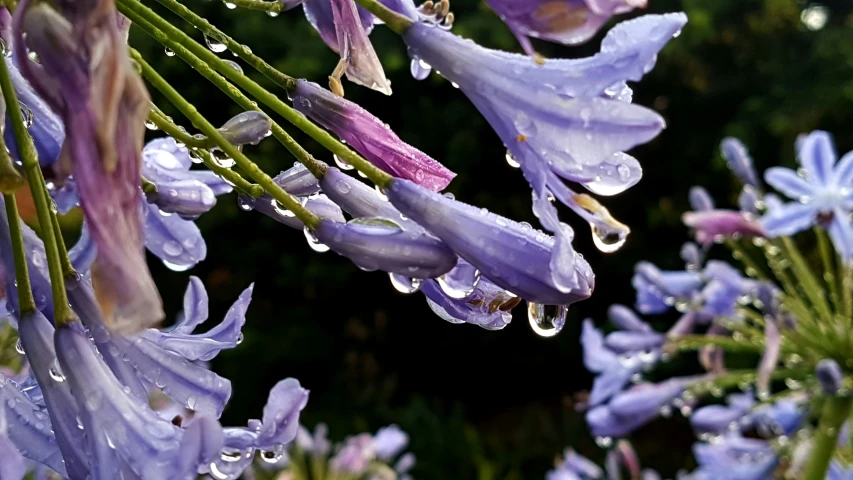 drops of water on purple flowers in bloom