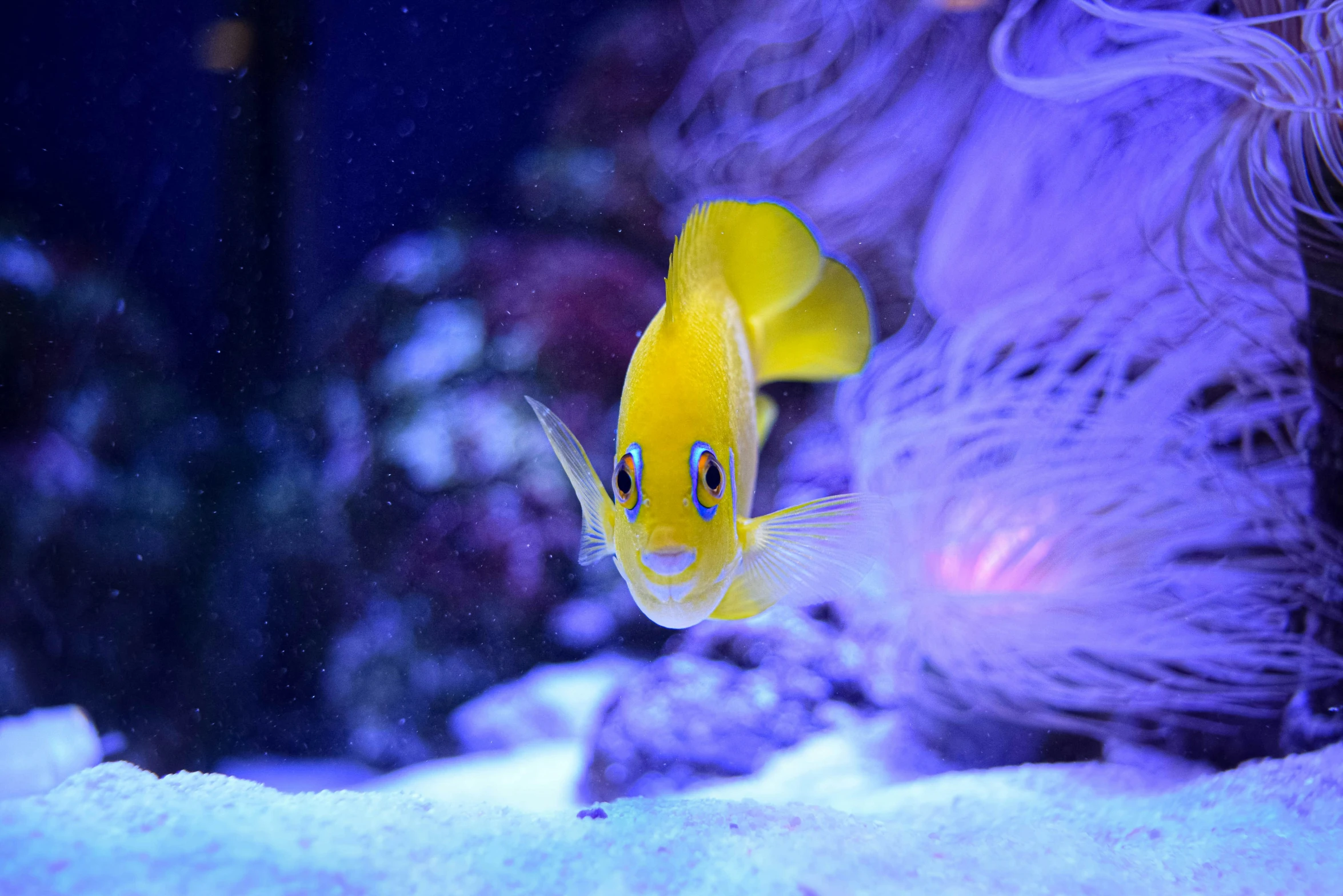 a small yellow fish with large blue eyes looking at the camera