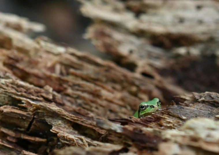 a small green frog sitting on top of wooden planks