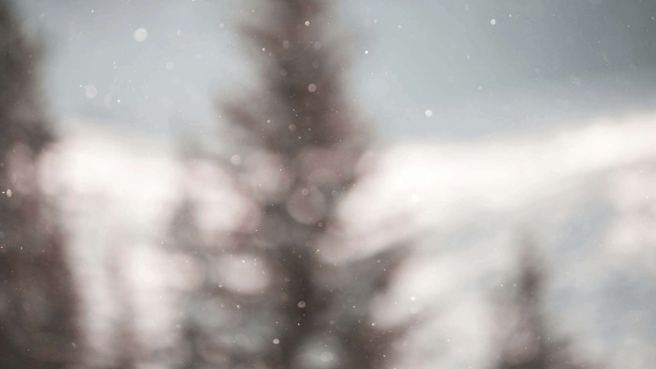 a black and white pograph of a snow covered tree