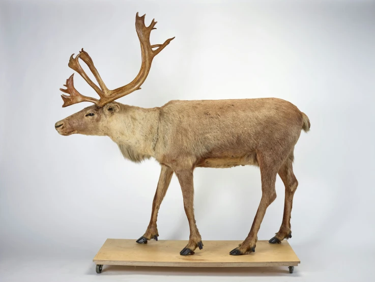 a moose sculpture on a wooden block with no background