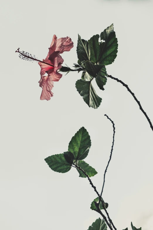 a pink flower sits on the stem of a plant