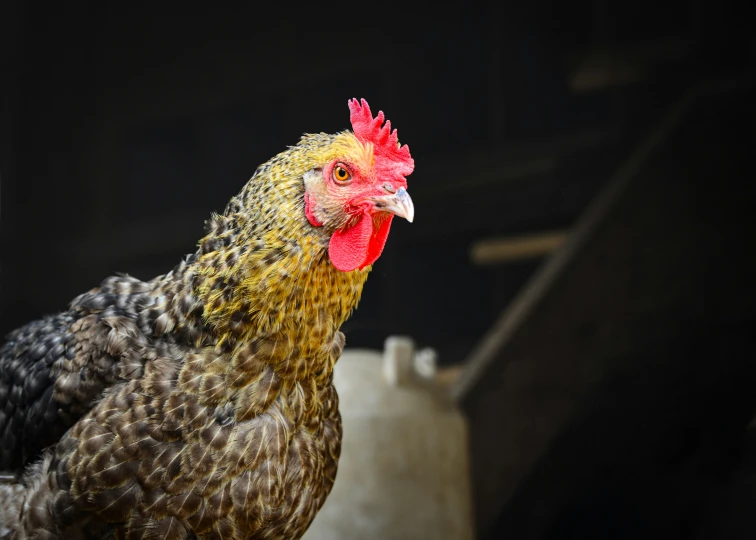 a yellow and black rooster standing near the top of a brown wall