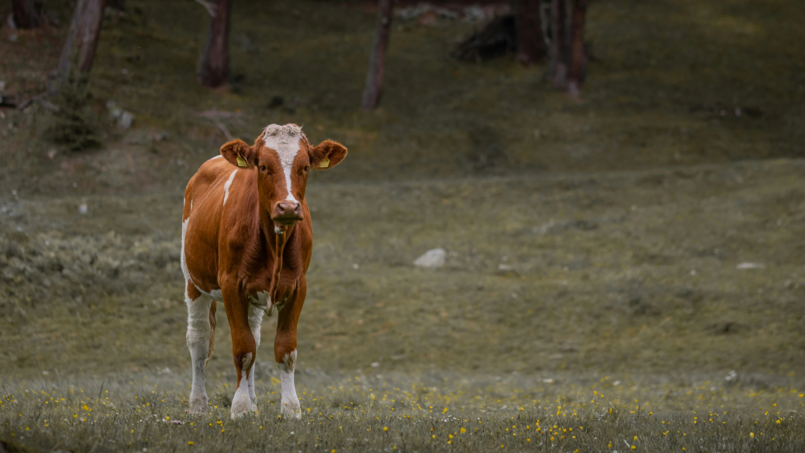 a cow standing in a field with flowers and trees