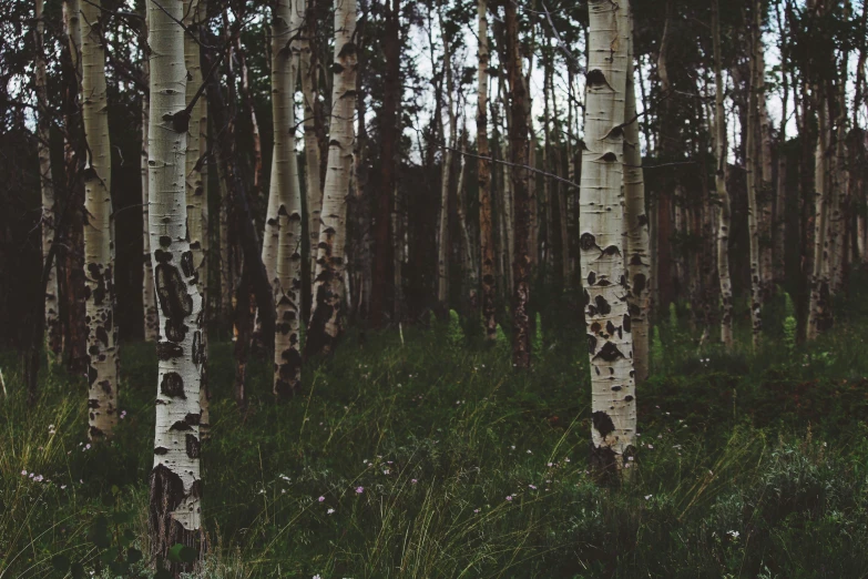 a forest full of white trees in the woods