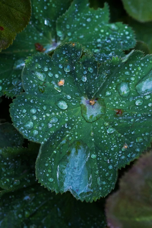 a close up of the leaf of a plant with rain drops on it