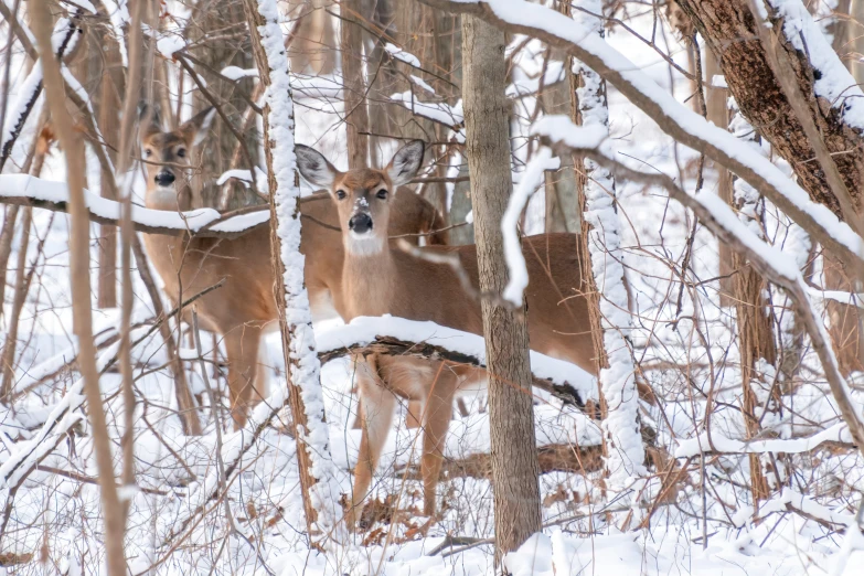 three deer standing in the snow next to trees