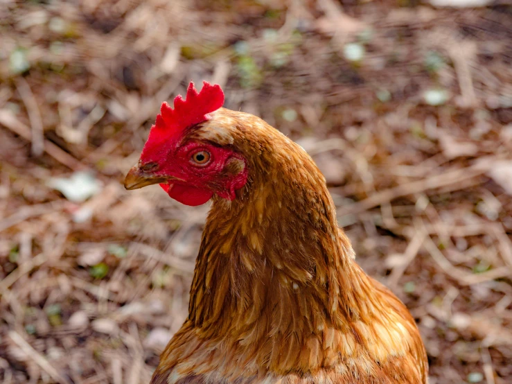 a chicken looking at the camera on a dirt floor