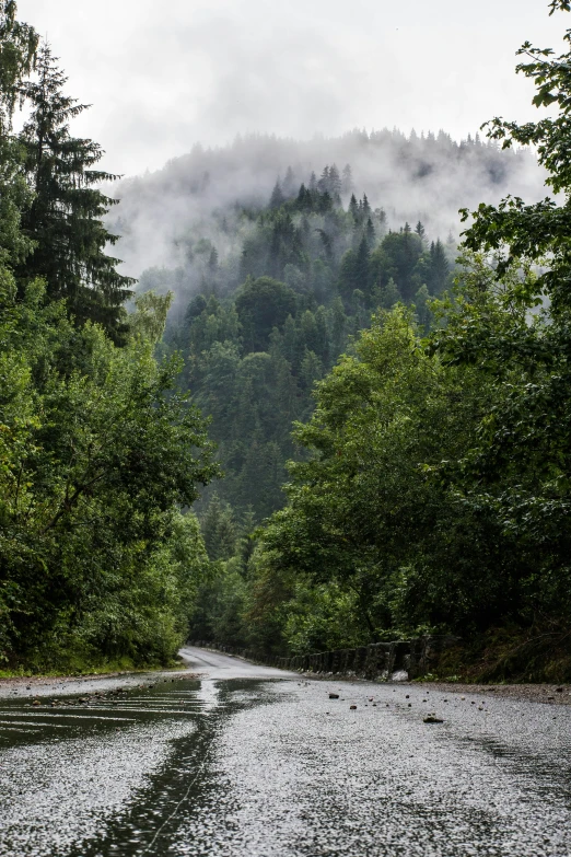 a dirt road in front of trees with a mountain range covered in mist