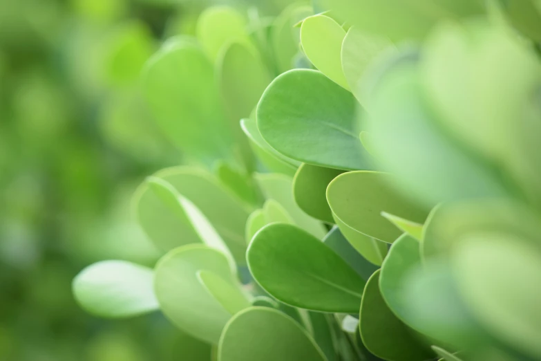 a green bush filled with leaves next to a forest