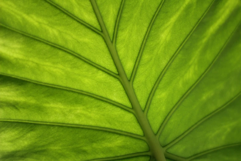 close up of a green leaf showing thin ridges