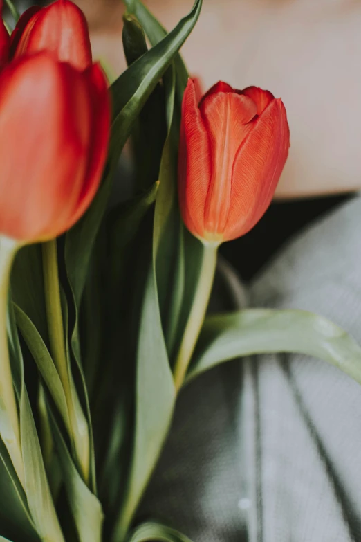 red tulips sitting in a green vase with leaves