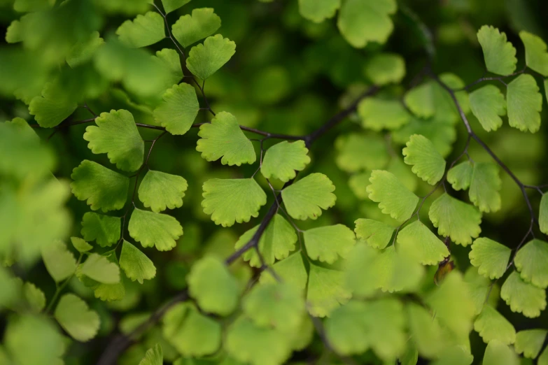 leaves of a green plant are blurred in the sunlight