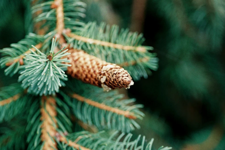 an image of a pine cone on a tree nch