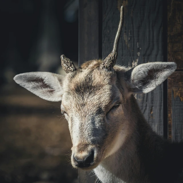 an animal with large ears standing next to a fence