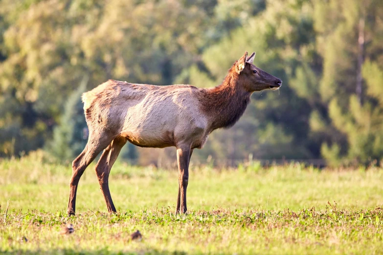 a young deer standing in the middle of a grassy field