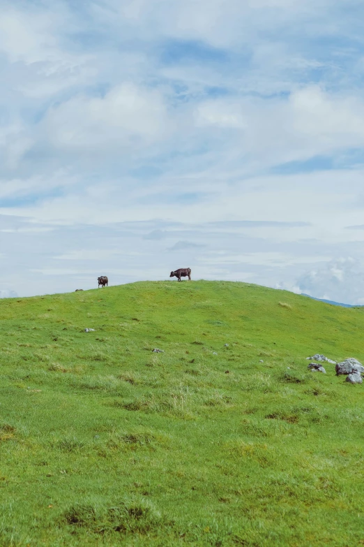 four animals that are on the grass with sky background