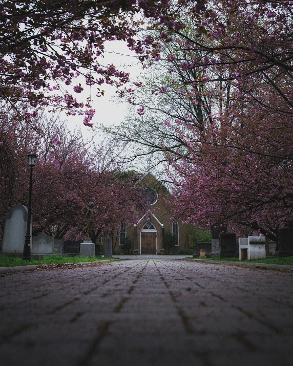 redbud trees surround a street lined with white picket fence