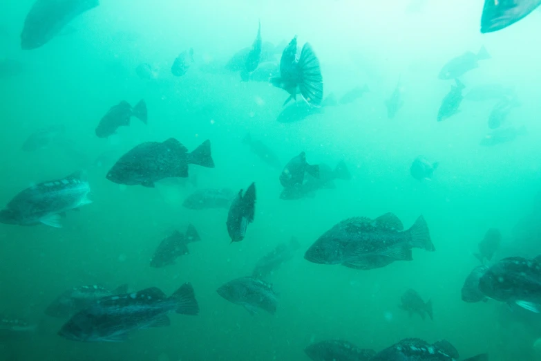 group of fish swimming in large body of water