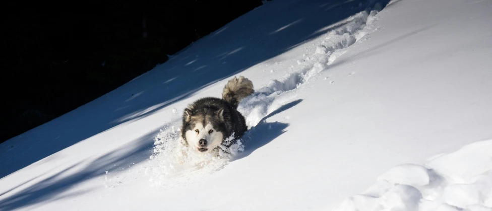 a husky is running in deep snow on a hill