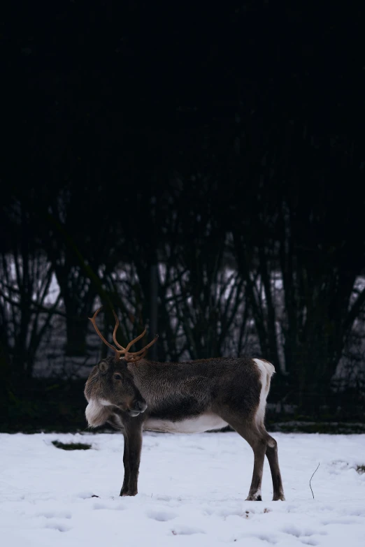 the deer stands alone in a snow field with trees