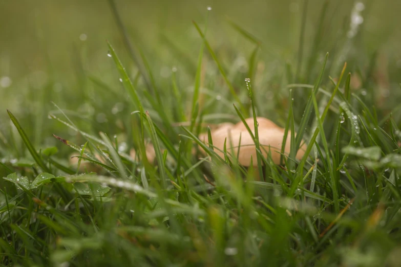 a small brown object lying in the grass
