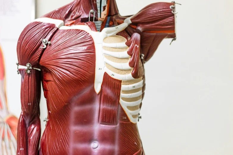 the human torso is shown showing its major muscles