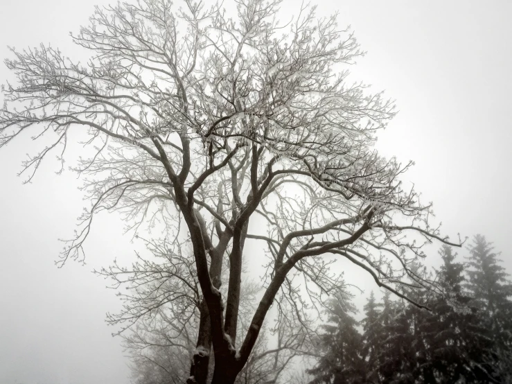 tree in snow near park in winter